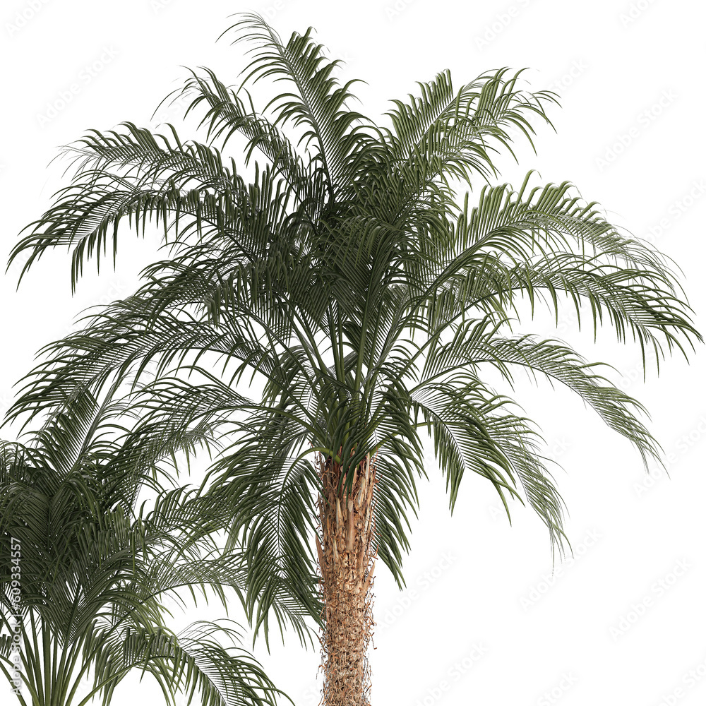Obraz premium Beautiful Phoenix roebelenii palm tree in a flower pot for home