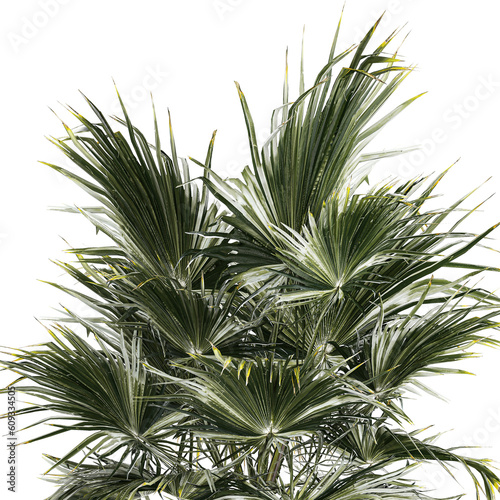  Beautiful fan palm for decoration in a flower pot 