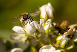 Honey bee on a blossom, collecting pollen in a bee friendly garden