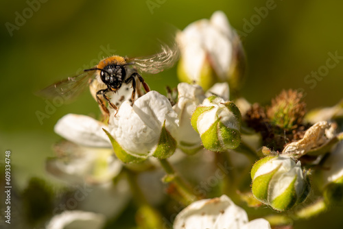 Honey bee on a blossom, collecting pollen in a bee friendly garden