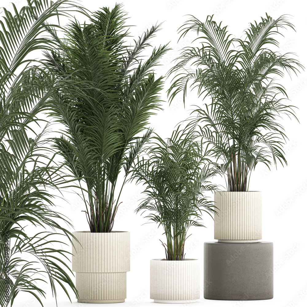 Obraz premium Beautiful palm tree in a flower pot for interior decor