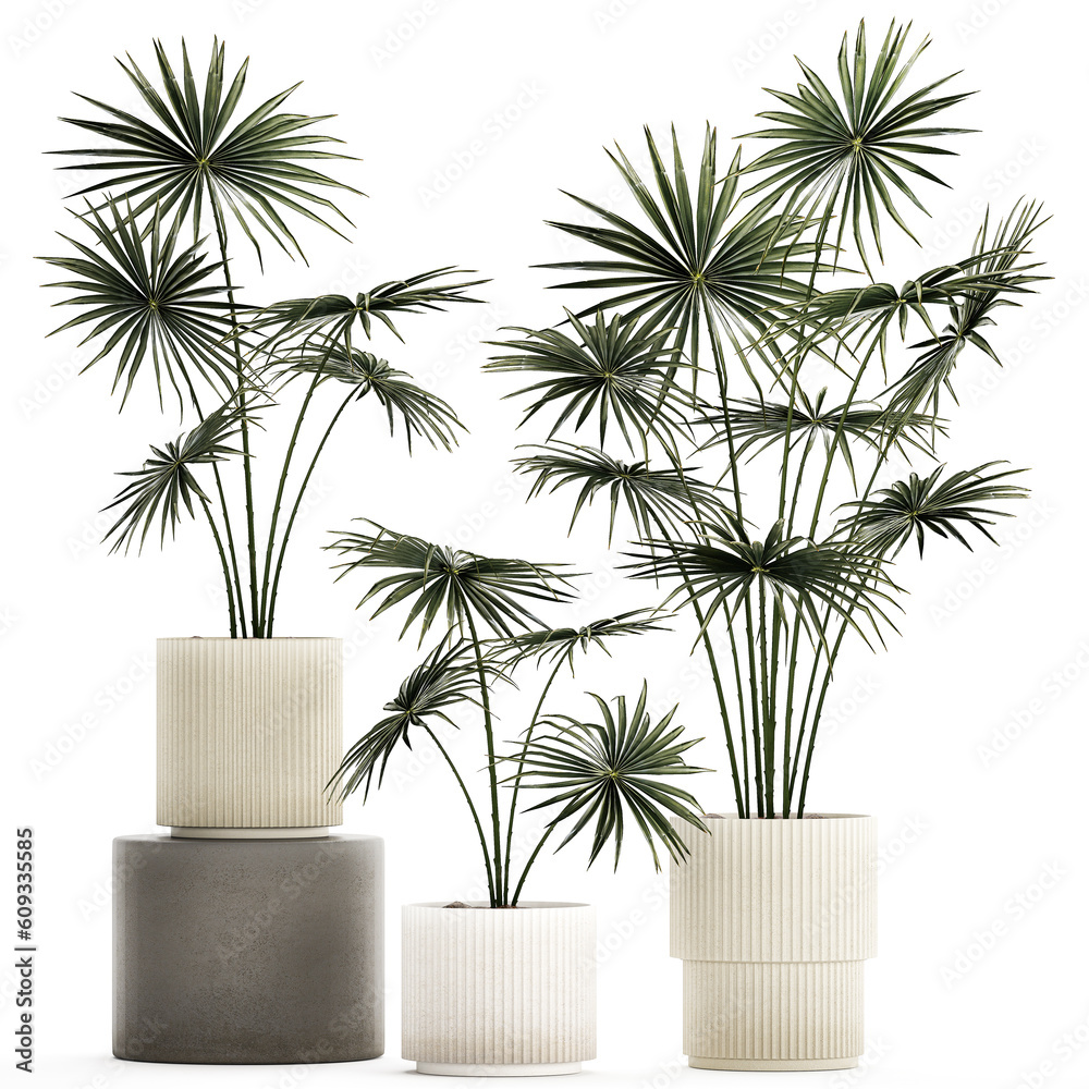 Beautiful fan palms in flower pots for decoration
