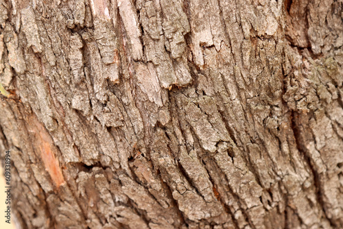 Close-up of a tree trunk. Wallpaper, texture, background