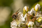 Honey bee on a blossom, collecting pollen in a bee friendly garden