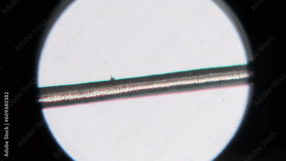 Human hair under a microscope. Microscopy of a single human hair from