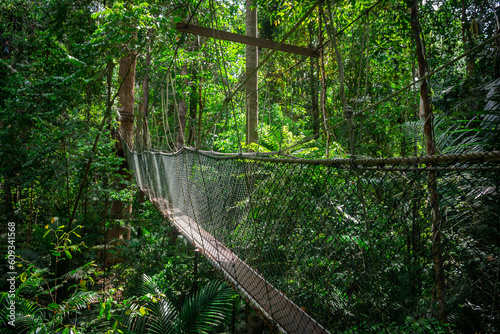 canopy walkway at taman negara national park photo