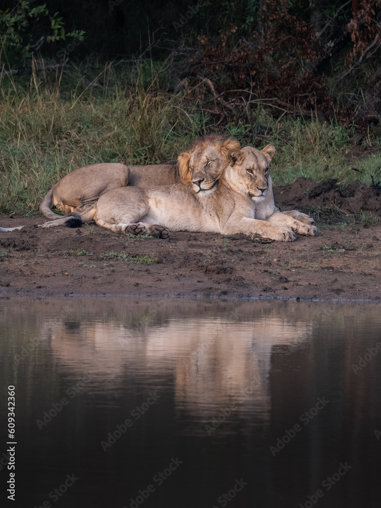 Fototapeta premium lion and lioness love