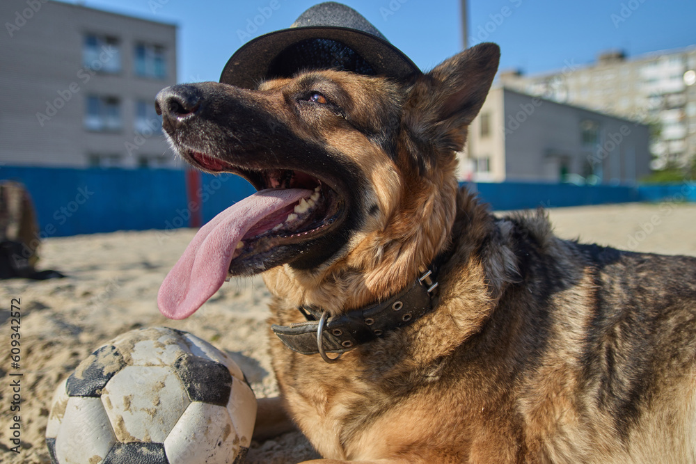 cool baseball cap urban dog, Stock image