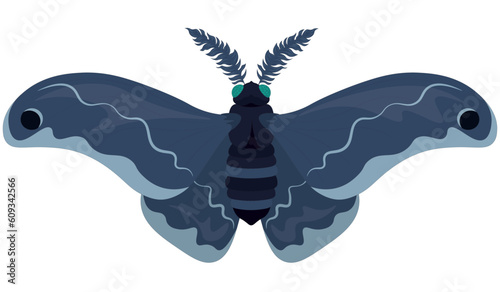 Giant silk blue colored moth vector illustration