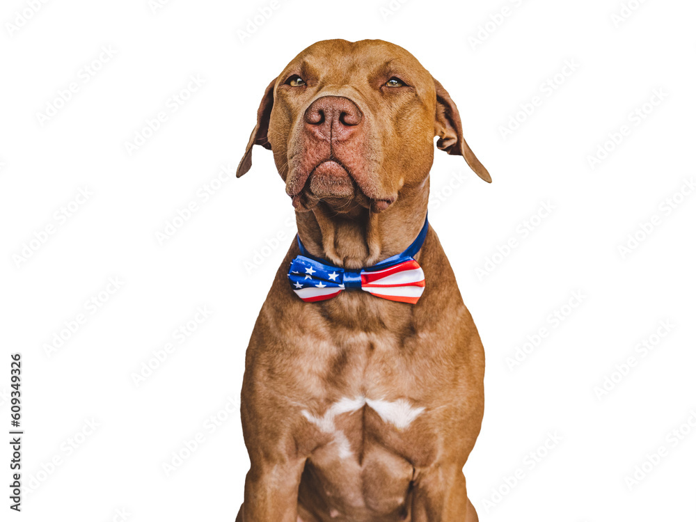 Cute brown puppy and an American Flag. Close-up, indoors. Studio shot. Congratulations for family, loved ones, friends and colleagues. Pets care concept