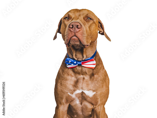 Cute brown puppy and an American Flag. Close-up  indoors. Studio shot. Congratulations for family  loved ones  friends and colleagues. Pets care concept