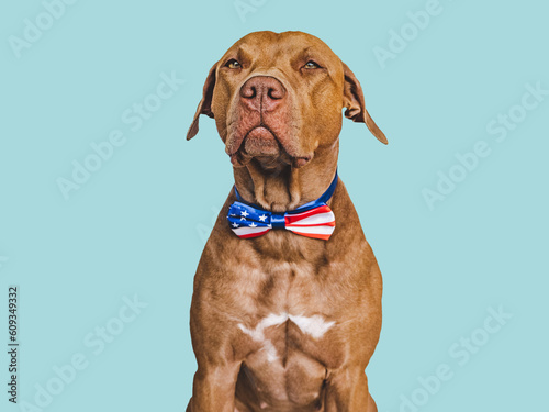 Cute brown puppy and an American Flag. Close-up, indoors. Studio shot. Congratulations for family, loved ones, friends and colleagues. Pets care concept