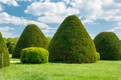 Topiary park of conical hedges at Esterhazy castle, Fertőd Hungary photo