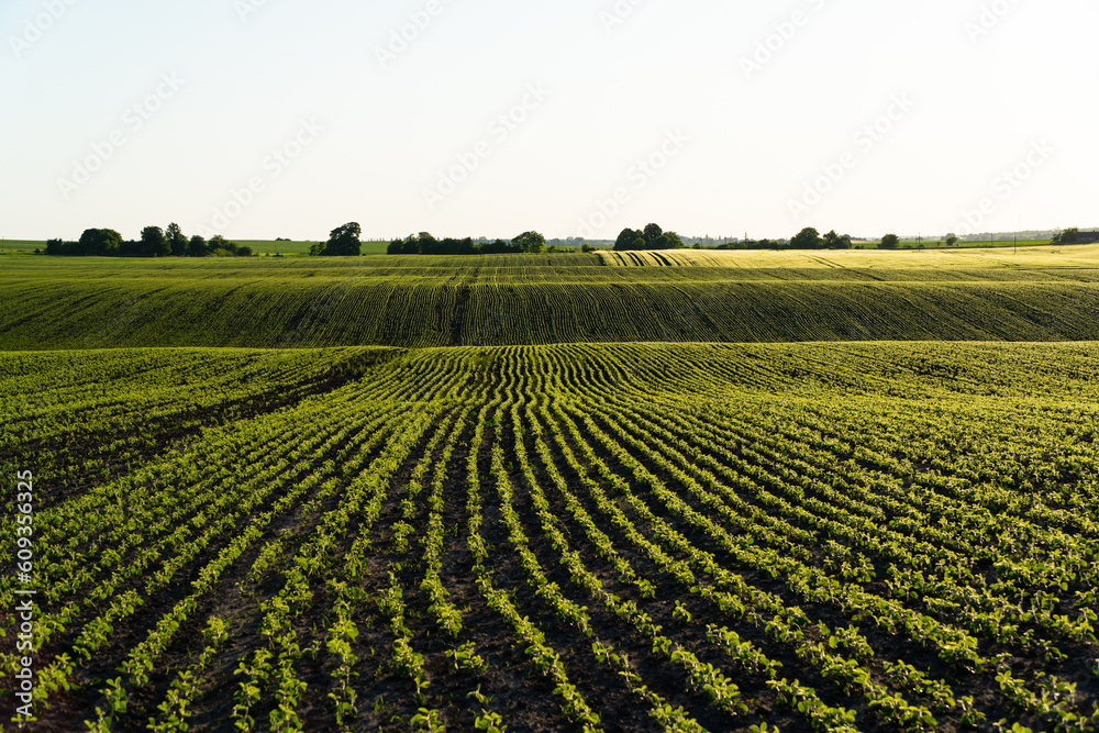 Rows of young soybean shoots on a soybean field. Rows of young, bright green soy plants. Landscape view of a young soy field. Green young soya plants growing from the soil. Agricultural concept