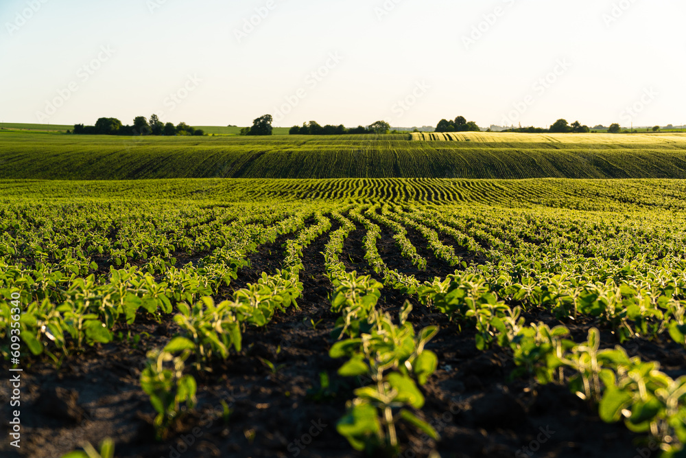 Rows of young, bright green soy plants. Landscape view of a young soy field. Green young soya plants growing from the soil. Agricultural concept. Soft focus