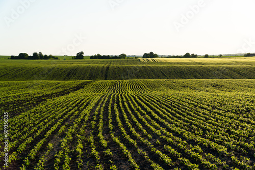 Rows of young soybean shoots on a soybean field. Rows of young  bright green soy plants. Landscape view of a young soy field. Green young soya plants growing from the soil. Agricultural concept