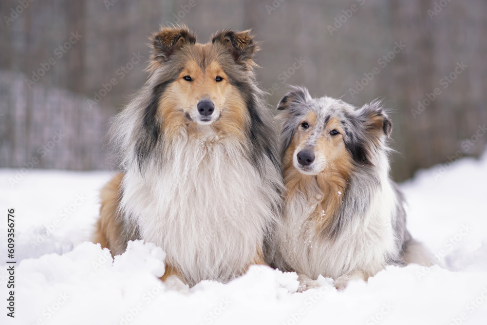 Two adorable rough Collie dogs (sable and white and blue merle) posing outdoors together lying down on a snow in winter