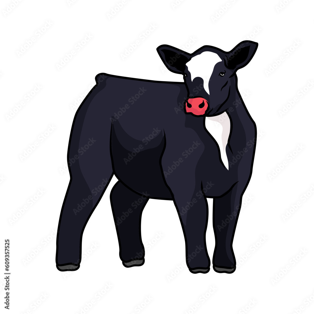 Fototapeta premium heifer cattle for meat and livestock show-4