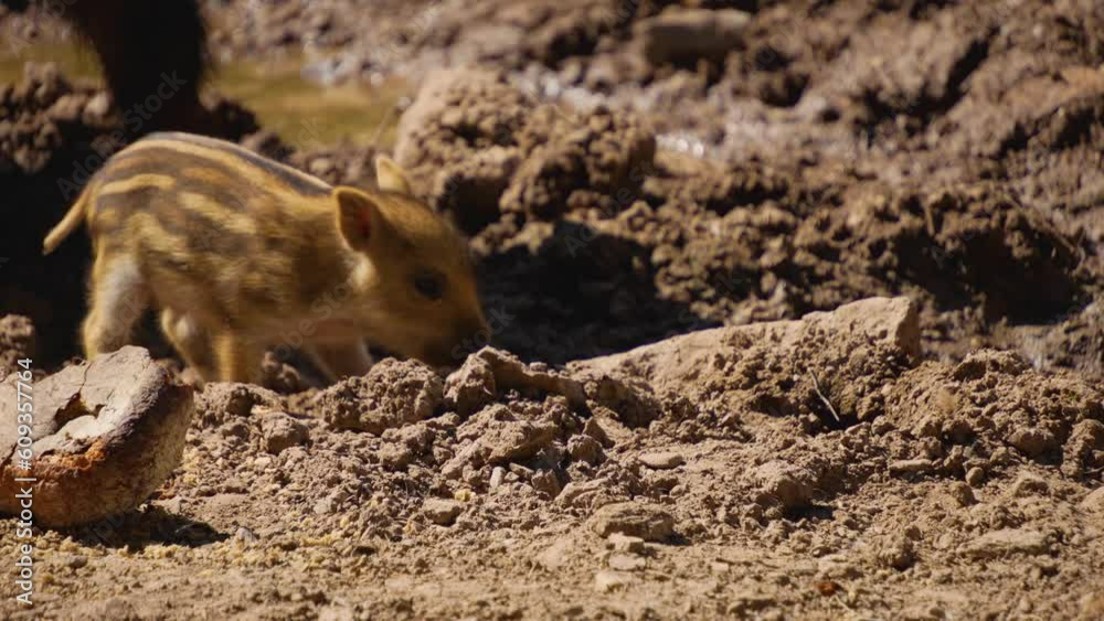 Wild boar baby piglets playing around in dirt Wild boar baby piglets playing around in dirt