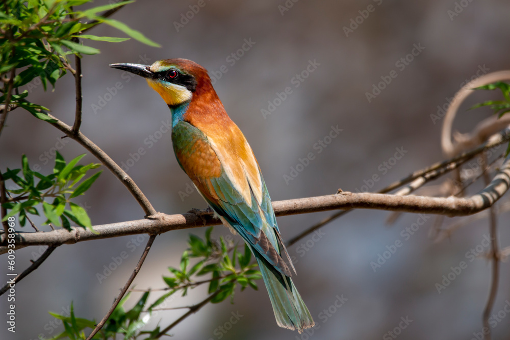 A multicolored European bee-eater resting on a chaste tree branch near its nest. Merops apiastrer. Migratory birds.