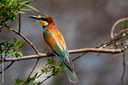 A multicolored European bee-eater resting on a chaste tree branch near its nest. Merops apiastrer. Migratory birds. © Bill Stefanis