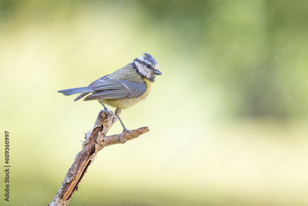 Obraz premium Blue Tit (Cyanistes caeruleus) in summer. Perched on a branch with a natural, light green foliage background - Yorkshire, UK in June