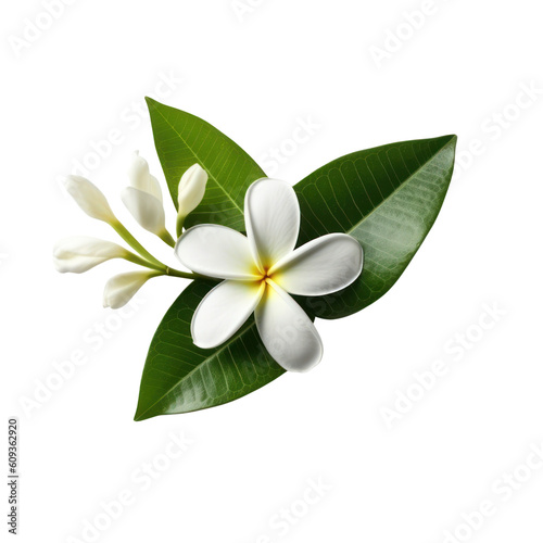 Spa, beauty salon concept, frangipani flower isolated on transparent background, PNG Generative AI © Rawf8