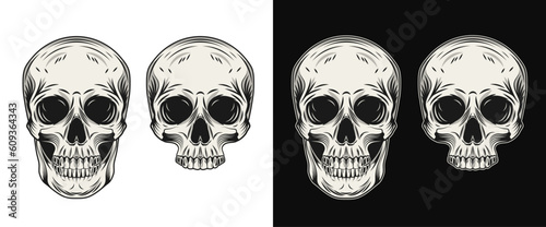 Human skull in vintage style. Whole skull, half skull without jaw. Front view.