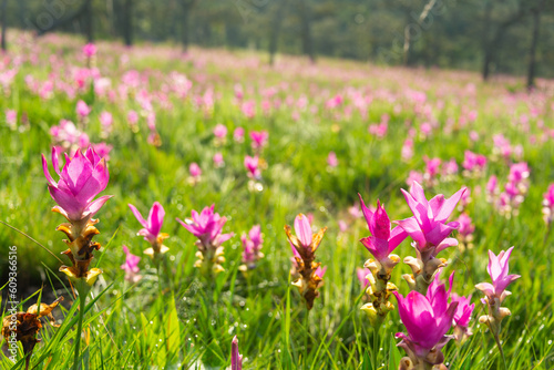 Field of pink Siam Tulip in the morning in Saithong Nation Park of Thailand