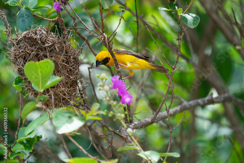 Golden sparrow is making its own nest preapring for its baby bird on the branches of tree. photo