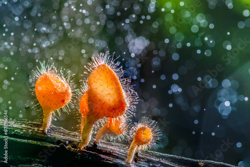 Beautiful harirymushrooms on wood in rain drops in rainy forest