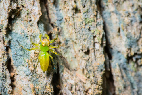 Green spider climbing on tree trunk in tropical forest