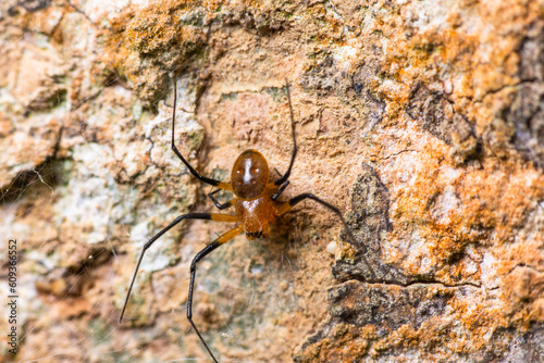Brown spider climbing on tree trunk in tropical forest
