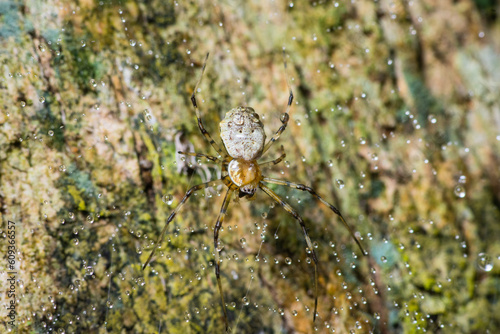 Spider climbing on the tree trunk with dew drop on its web in national park