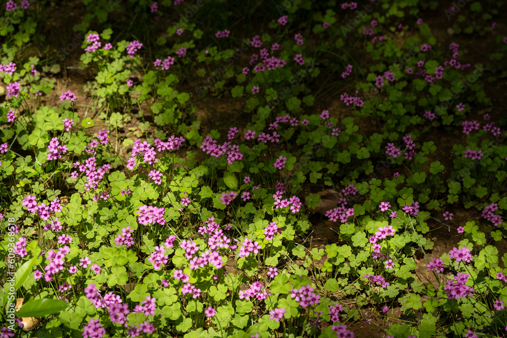 small pink flowers on the ground, half in sunlight and half in shadow
