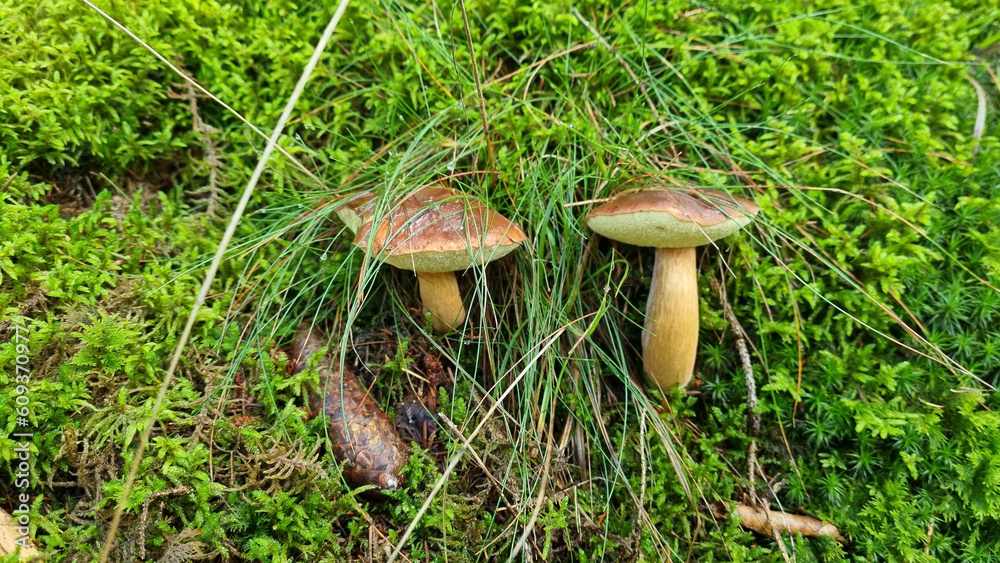 Collecting Mushrooms in the Bavarian Forests Collecting Mushrooms in the Bavarian Forests