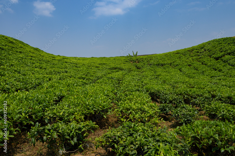 Rwanda tea plantation