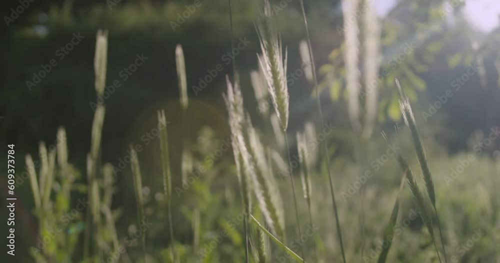 Ears of grasses among the spring flowering garden Ears of grasses among the spring flowering garden