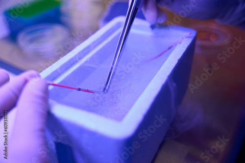 Embryologist putting straws with embryos into cuvette with liquid nitrogen