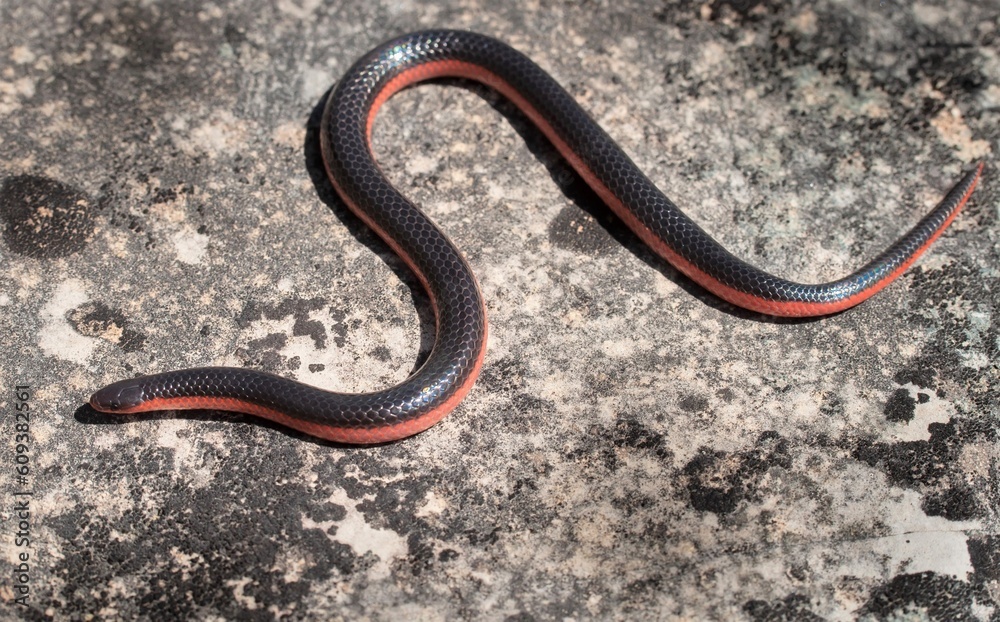 Western Worm snake field guide macro portrait on rock 