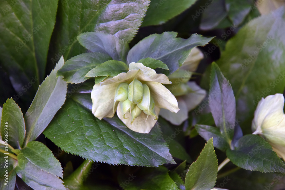 Close up of a plant