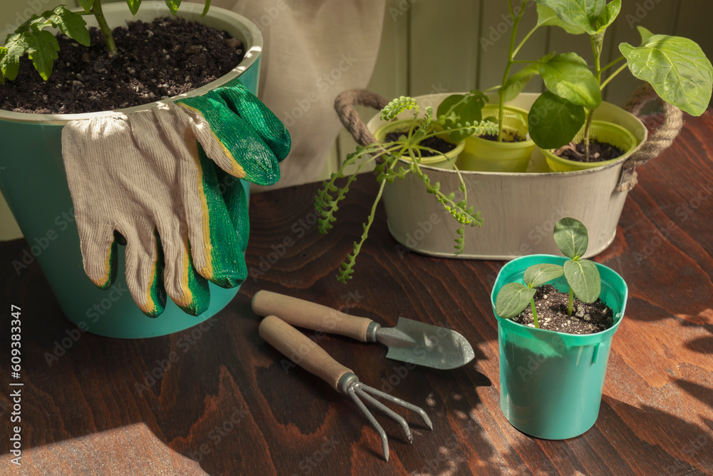 Top view of plants and garden tools against a rustic wooden surface, vegetable garden in a city apartment, vegetable garden on the balcony, vegetable crops to grow in a container, work in garden Top view of plants and garden tools against a rustic wooden surface, vegetable garden in a city apartment, vegetable garden on the balcony, vegetable crops to grow in a container, work in garden