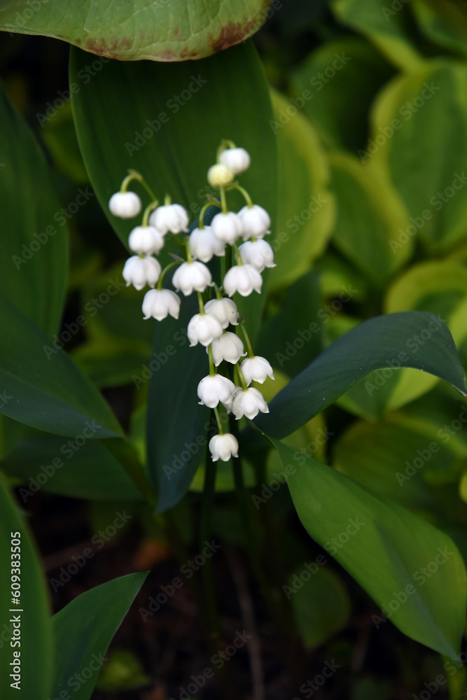 Lily of the valley