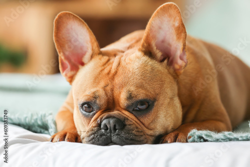 Cute French bulldog lying on bed at home, closeup © Pixel-Shot
