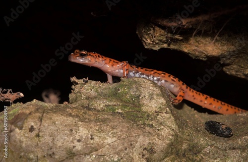 Cave salamander I'm situ macro portrait in rock crevice  photo