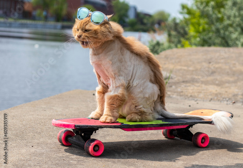 exasperated orange cat with sunglasses on while neon 80s skateboarding downtown Montreal,blurred background and horizontal image