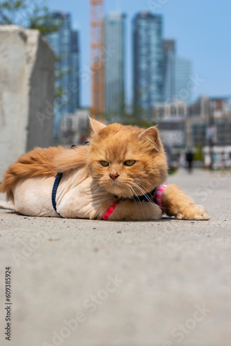 close up portrait of an orange cat with green eyes lying on the cfloor in the street enjoys the sun in the city, blurred background
