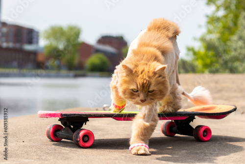 wild ginger cat getting off a neon 80s skateboard, photo and focus effect, urban environment and horizontal image with blurred background
