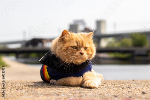 close up on an orange cat and green eyes with gay pride coat, lying on the floor with waterfront and blurred background, vertical photo