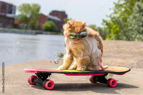 orange cat with mohawk and sunglasses sitting on a neon 80s skateboard in downtown Montreal, horizontal image and blurred background